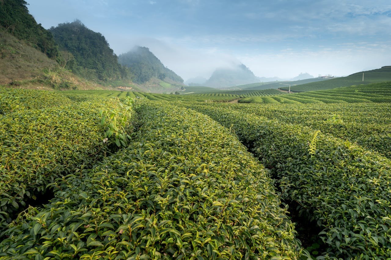 Expansive tea plantation with lush greenery and misty hills in a serene rural setting.
